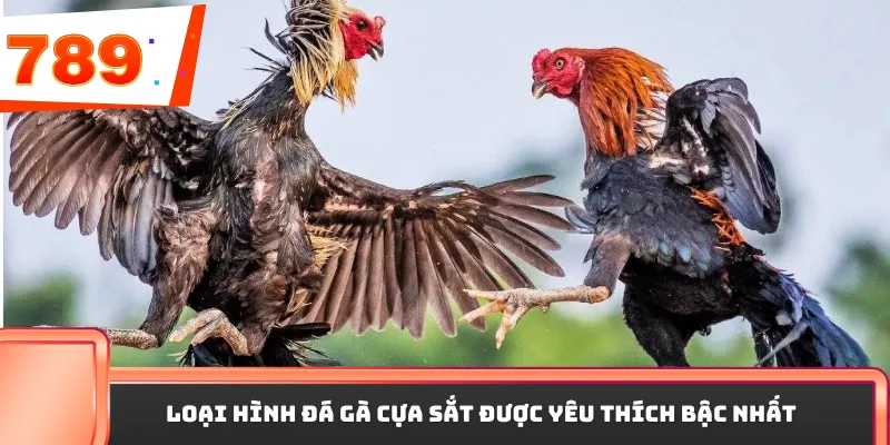 Loại hình đá gà cựa sắt được yêu thích bậc nhất